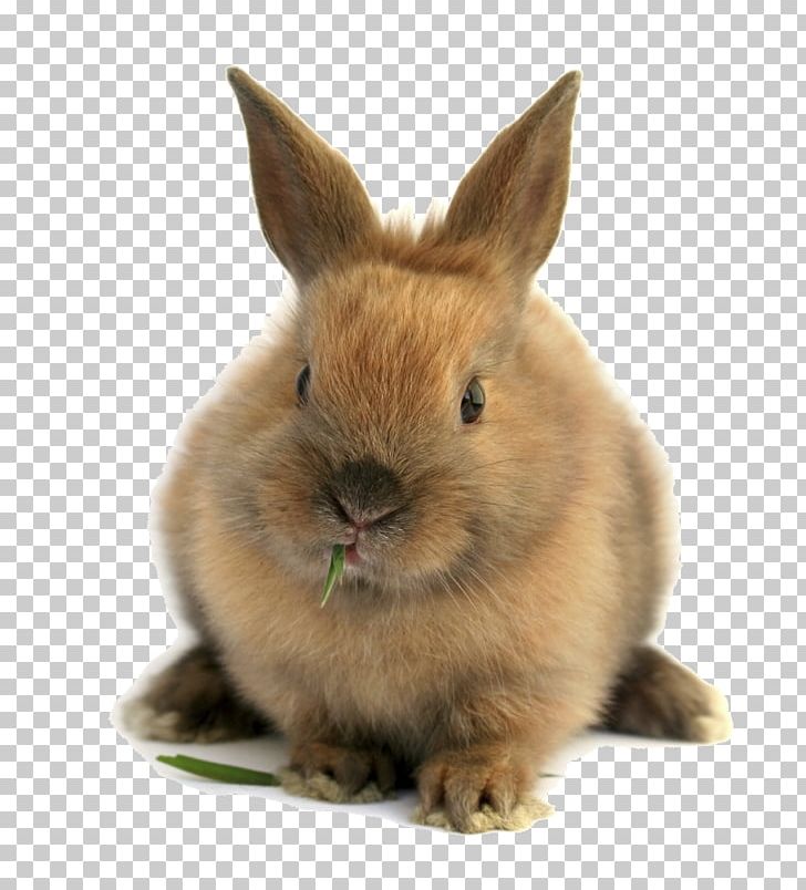 Domestic Rabbit Mini Lop Guinea Pig Californian Rabbit PNG, Clipart, Animals, Dwarf Rabbit, Hare, Hutch, Mammal Free PNG Download