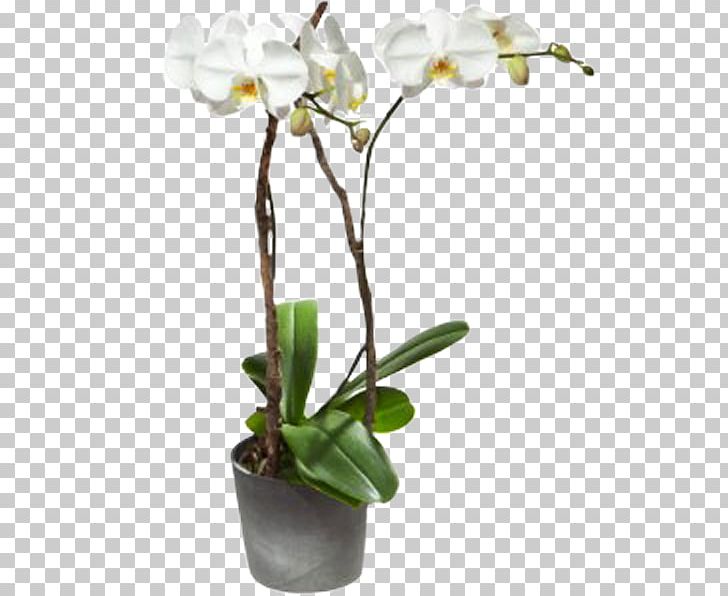 Interflora Moth Orchids Flower Floristry PNG, Clipart, Blume, Branch, Cattleya, Cut Flowers, Dendrobium Free PNG Download
