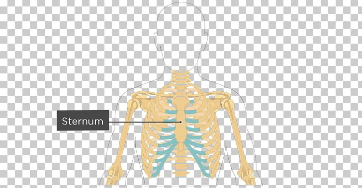 Sternum Rib Cage Anatomy Bone PNG, Clipart, Anatomy, Atlas, Bone, Cartilage, Costal Cartilage Free PNG Download