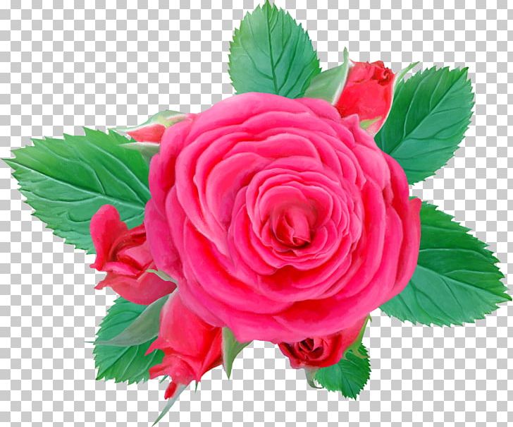 Centifolia Roses Flower Pink PNG, Clipart, Artificial Flower, Decorative, Floral, Flower Arranging, Flowers Free PNG Download