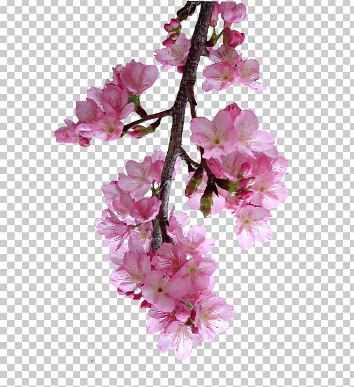 Cherry Blossom Prunus Petal Cut Flowers PNG, Clipart, Blossom, Branch, Cherry, Cherry Blossom, Cut Flowers Free PNG Download