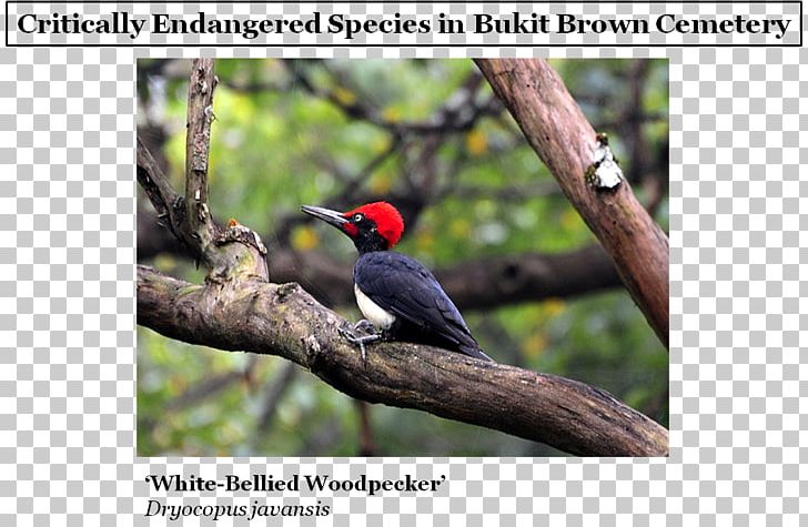 White-bellied Woodpecker Toucan Critically Endangered Red Data Book Of The Russian Federation PNG, Clipart, Advertising, Animals, Beak, Bird, Critically Endangered Free PNG Download