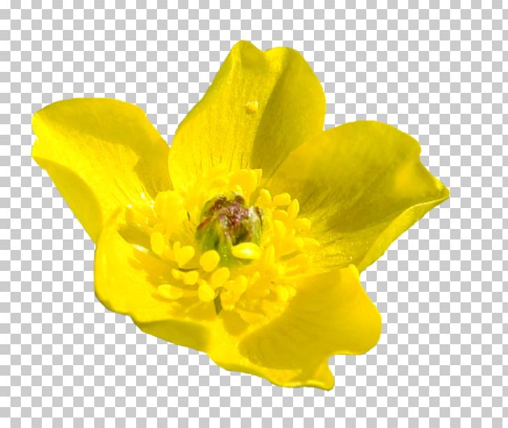 Wildflower Blume Petal PNG, Clipart, Amaryllis Family, Blume, Blumen, Cicek, Cicek Resimleri Free PNG Download