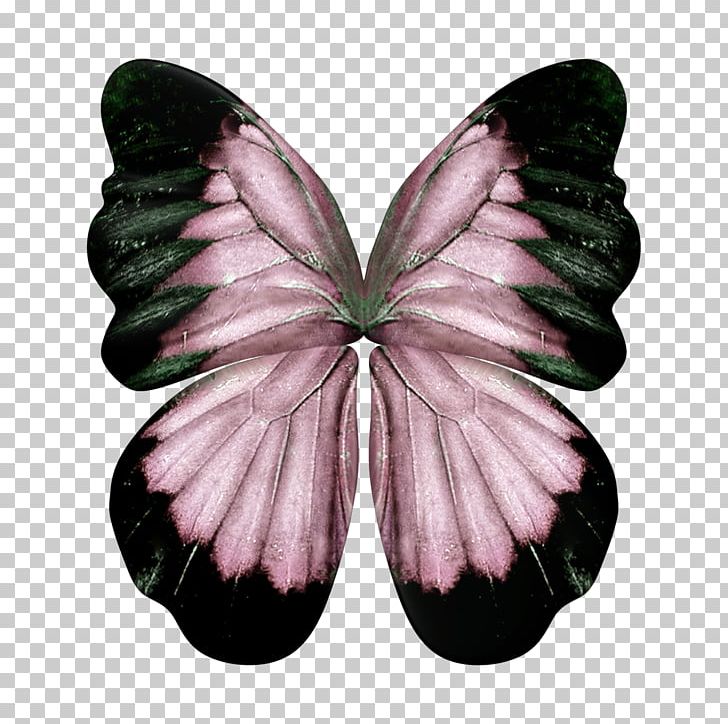 Feather Bird Wing PNG, Clipart, Arthropod, Brush Footed Butterfly, Butterfly, Cartoon, Cartoon Wings Free PNG Download
