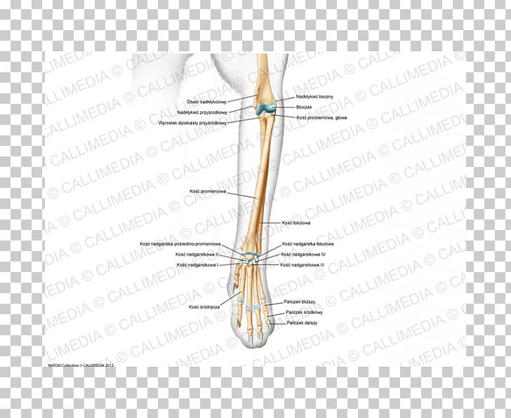 Finger Bone Muscle Joint PNG, Clipart, Angle, Arm, Art, Bone, Diagram Free PNG Download
