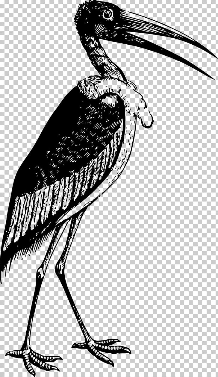 Marabou Stork Bird Pelecaniformes PNG, Clipart, Animals, Beak, Bird, Black And White, Ciconiiformes Free PNG Download