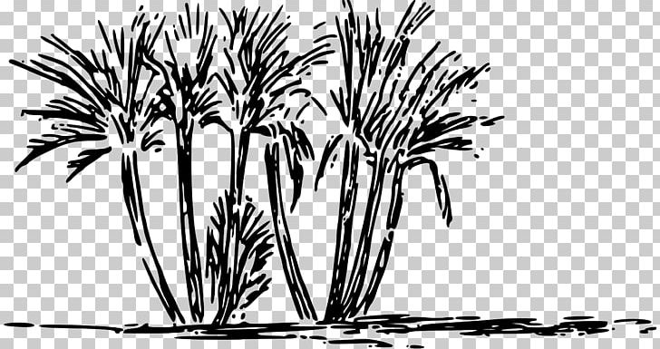 Oasis PNG, Clipart, Accommodation, Arecales, Black And White, Branch, Commodity Free PNG Download