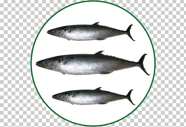 Sardine Pacific Saury Salmon Mackerel Fish Products PNG, Clipart, Animals, Animal Source Foods, Bass, Bonito, Bony Fish Free PNG Download