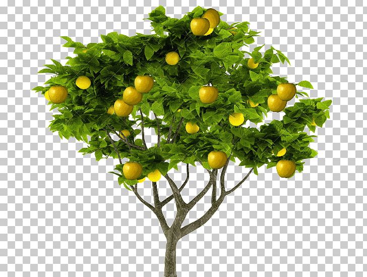 Stock Photography Lemon PNG, Clipart, Branch, Citrus, Citrus Fruit, Cut Flowers, Drawing Free PNG Download