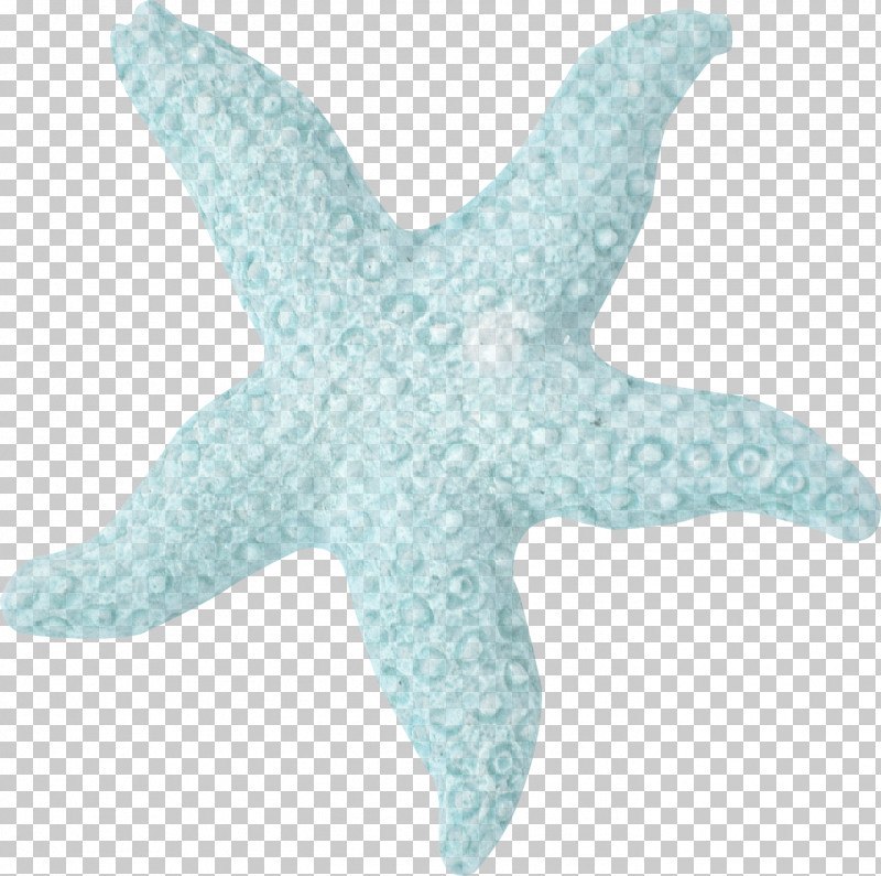 Starfish Fish Turquoise Biology Science PNG, Clipart, Biology, Fish, Science, Starfish, Turquoise Free PNG Download