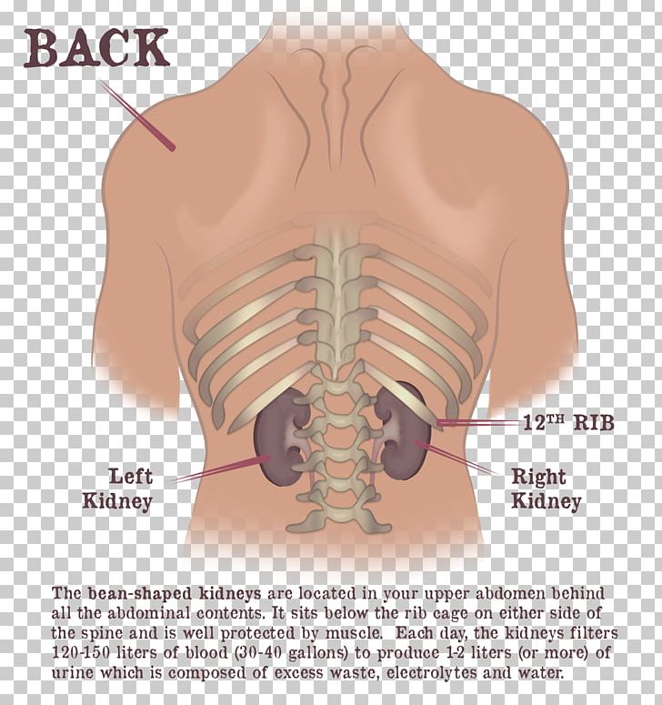 Dr Gaytri Gandotra Rib Cage Kidney Shoulder Vertebral Column Png Clipart Abdomen Back Chest Diagram Gandotra - chest bone roblox