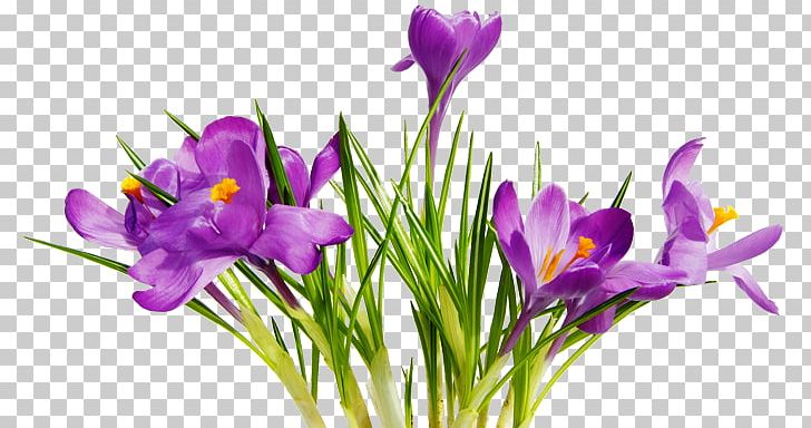 Flower PNG, Clipart, Crocus, Cut Flowers, Desktop Wallpaper, Display Resolution, Flower Free PNG Download