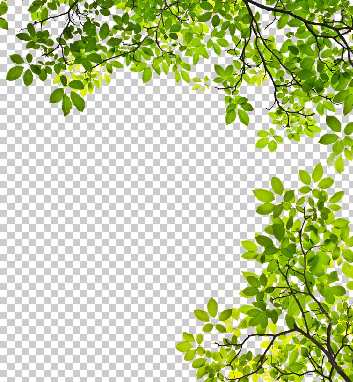 Leaves PNG, Clipart, Abebooks, Amazoncom, Area, Author, Book Free PNG Download