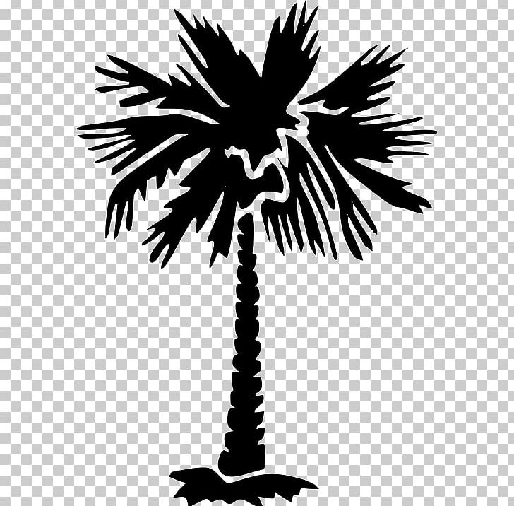 Sabal Palm Arecaceae Tree PNG, Clipart, Arecaceae, Arecales, Black And White, Borassus Flabellifer, Branch Free PNG Download