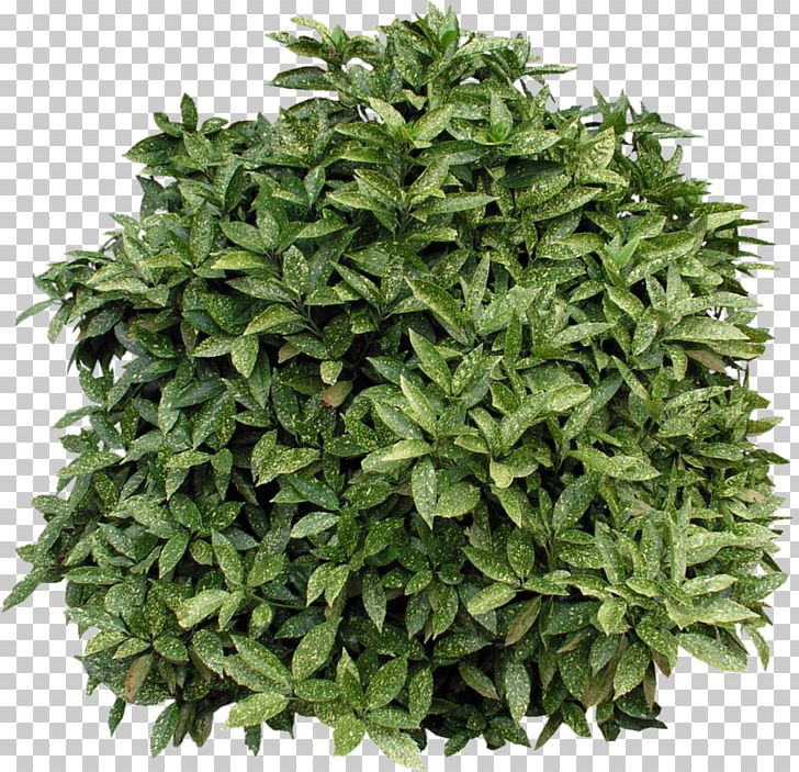 evergreen shrub png