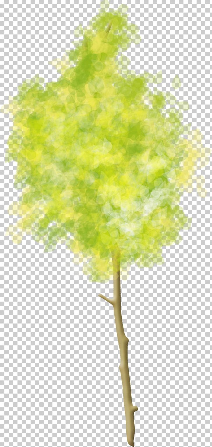 Tree Woody Plant PNG, Clipart, Branch, Clip Art, Leaf, Nature, Plane Tree Family Free PNG Download