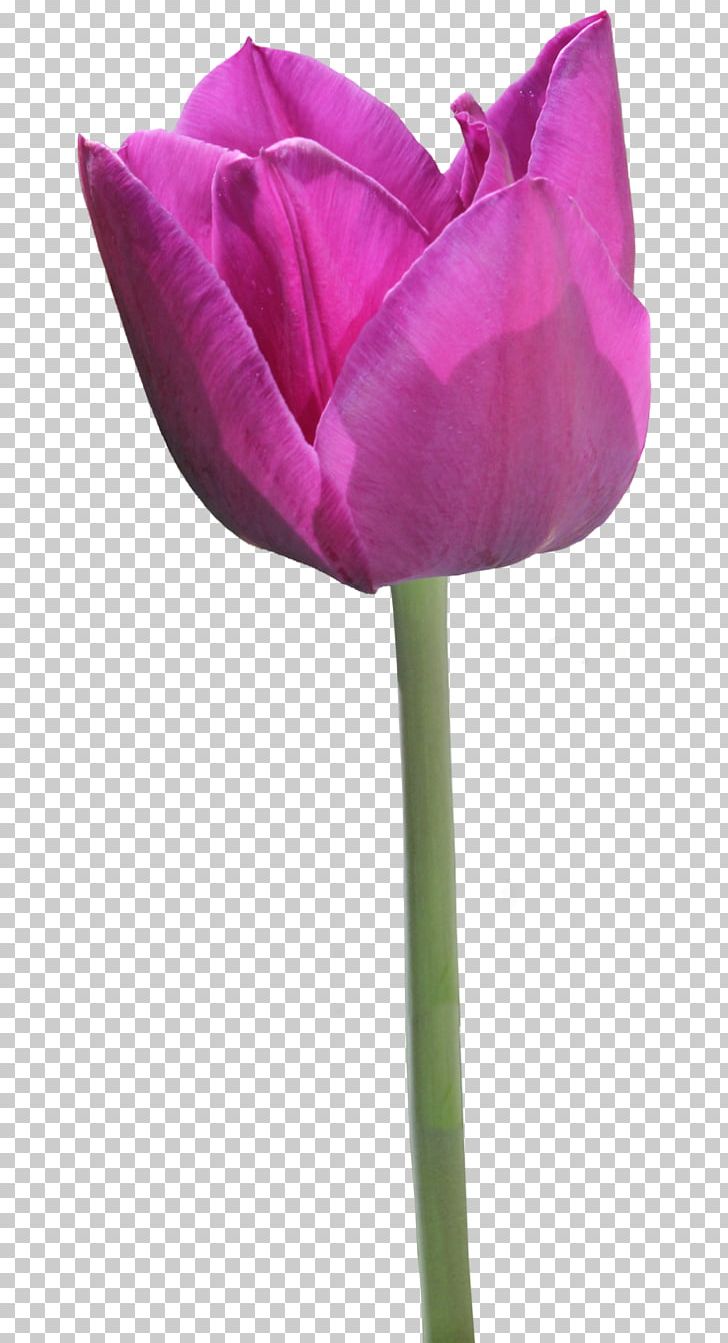 Tulip Flower PNG, Clipart, Cut Flowers, Deviantart, Download, Flower, Flowering Plant Free PNG Download