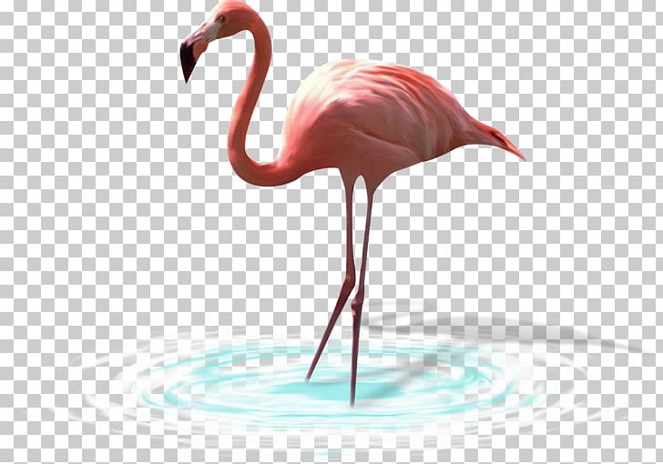Bird Greater Flamingo White Stork Heron PNG, Clipart, Animal Illustration, Animals, Animals Element, Beak, Bird Free PNG Download