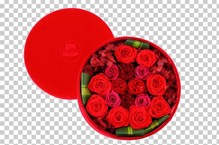 Garden Roses Beach Rose Flower Gift PNG, Clipart, Beach Rose, Big, Big Red, Cut Flowers, Designer Free PNG Download