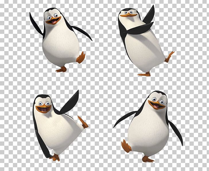 Kowalski Skipper Penguin PNG, Clipart, Animals, Animation, Beak, Bird, Clip Art Free PNG Download