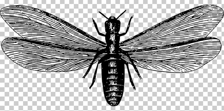 Ant Eastern Subterranean Termite Nuptial Flight Pest Control Swarming PNG, Clipart, Animals, Ant, Arthropod, Black And White, Brush Footed Butterfly Free PNG Download