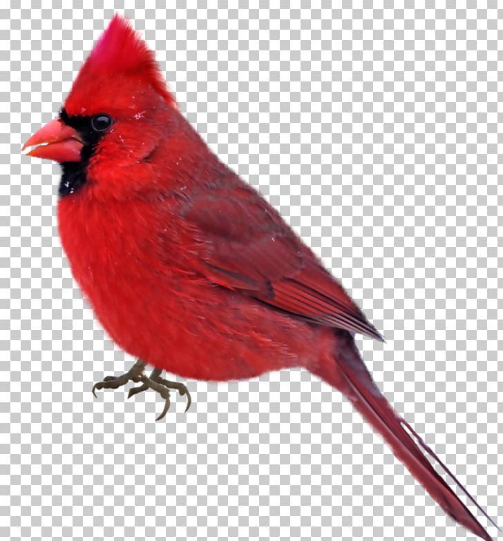 Bird Cardinal Photography PNG, Clipart, Animals, Beak, Bird, Cardinal, Drawing Free PNG Download