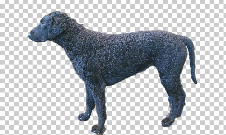 Curly-coated Retriever Flat-Coated Retriever Spanish Water Dog Dog Breed PNG, Clipart, Breed, Carnivoran, Crossbreed, Curlycoated Retriever, Curly Coated Retriever Free PNG Download