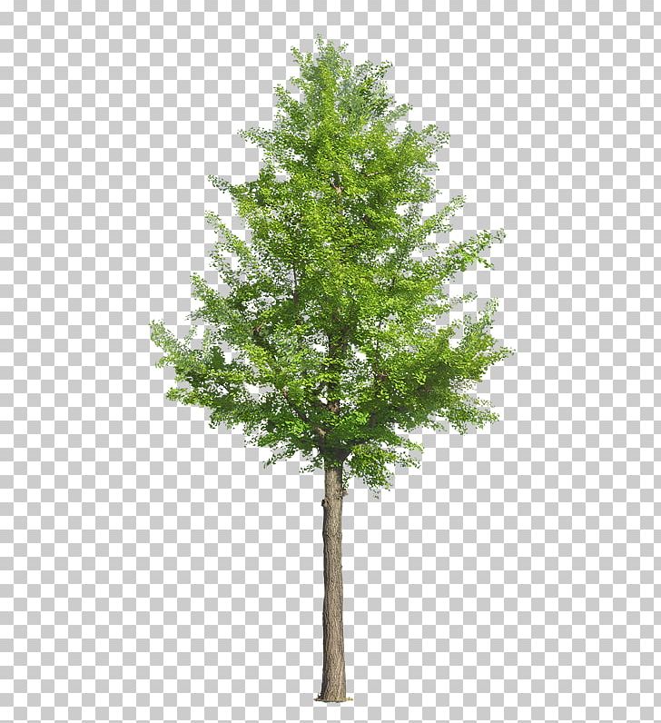 Drawing Tree PNG, Clipart, Architectural Drawing, Architecture, Art, Artist, Art Museum Free PNG Download