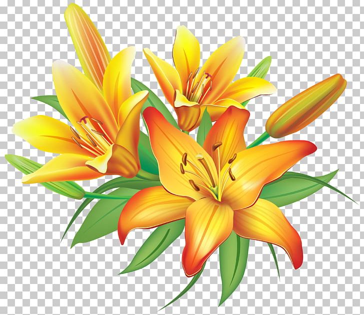 Flower Lilium Yellow PNG, Clipart, Art, Clip Art, Color, Cut Flowers, Daylily Free PNG Download