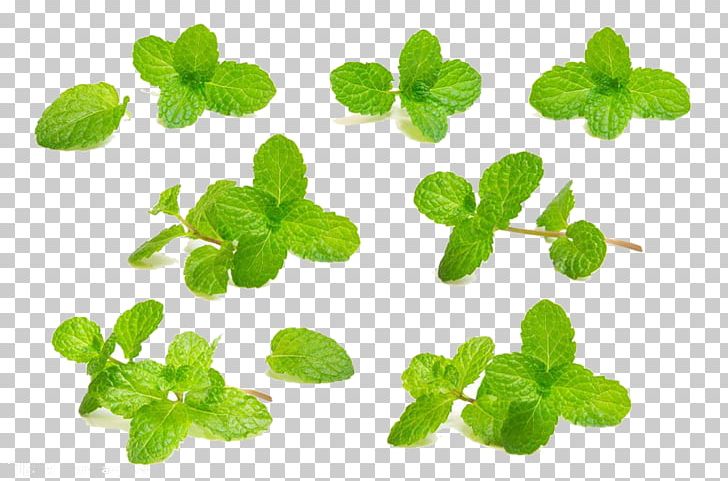 Mouthwash Mint Photography PNG, Clipart, Annual Plant, Drawing, Fall Leaves, Food, Grass Free PNG Download