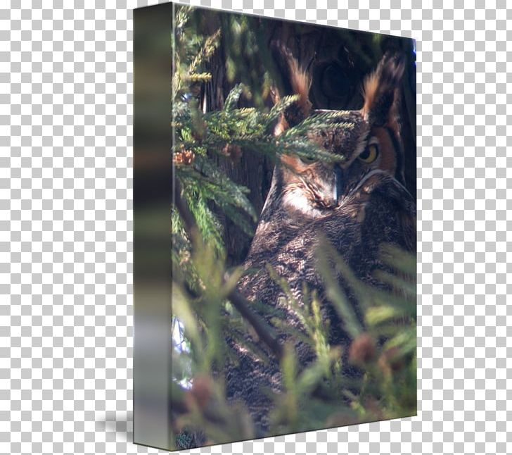 Wildlife Fauna Stock Photography PNG, Clipart, Fauna, Flora, Great Horned Owl, Organism, Photography Free PNG Download