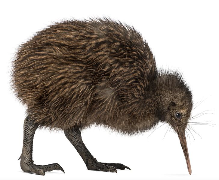 New Zealand Bird North Island Brown Kiwi Little Spotted Kiwi Common Ostrich PNG, Clipart, Beak, Bird, Bird Of Prey, Common Ostrich, Emu Free PNG Download
