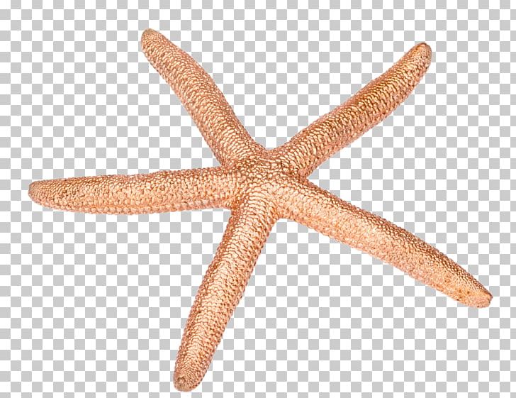 Starfish Echinoderm PNG, Clipart, Animals, Echinoderm, Invertebrate, Marine Invertebrates, Organism Free PNG Download