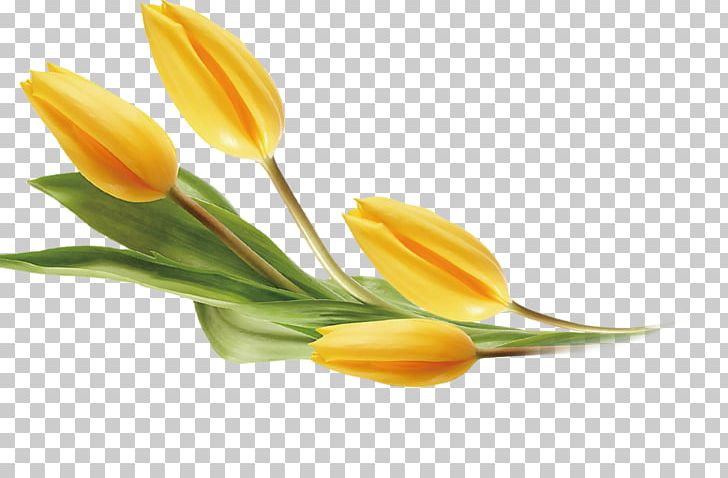 Tulip Yellow Flower PNG, Clipart, Cut Flowers, Decoration, Diagram, Download, Flowering Plant Free PNG Download