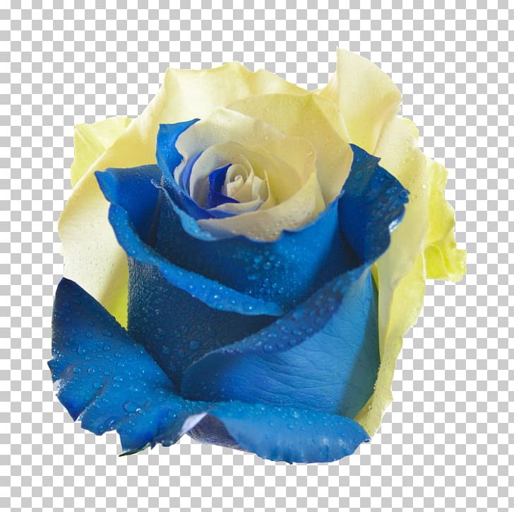 Blue Rose Garden Roses Flower Centifolia Roses PNG, Clipart, Azure, Blue, Blue Rose, Centifolia Roses, Color Free PNG Download