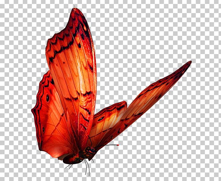 Butterfly PNG, Clipart, Animal, Arthropod, Brush Footed Butterfly, Butterflies, Butterfly Group Free PNG Download