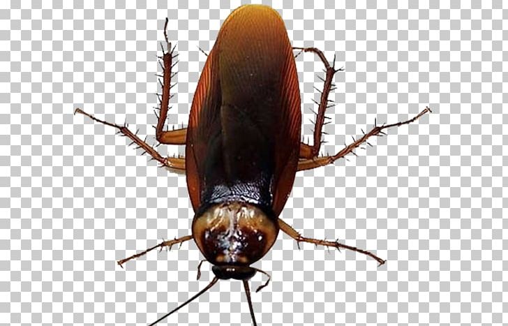Cockroach Mosquito Insecticide U9664u56dbu5bb3 PNG, Clipart, Antenna, Anti Mosquito, Arthropod, Black, Eating Free PNG Download
