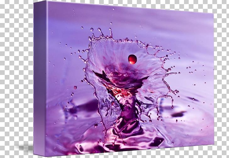 Gallery Wrap Violet Still Life Photography Water PNG, Clipart, Art, Canvas, Flower, Gallery Wrap, Lilac Free PNG Download