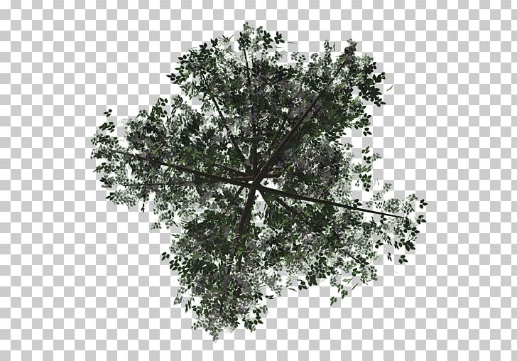 Texture Mapping Tree Rendering Alpha Compositing PNG, Clipart, Alpha Compositing, Babylon, Babylonjs, Blackhole, Branch Free PNG Download