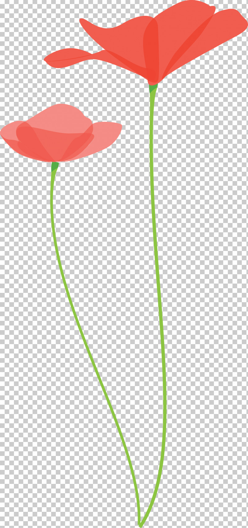 Poppy Flower PNG, Clipart, Anthurium, Coquelicot, Flower, Pedicel, Plant Free PNG Download