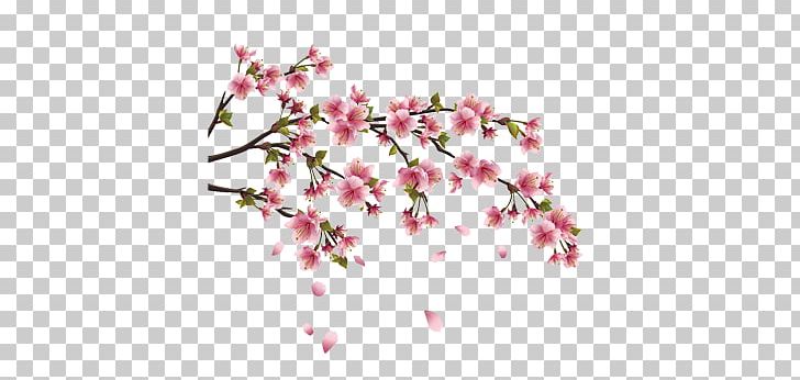 Cherry Blossom Wall Decal Branch PNG, Clipart, Blossom, Branch, Cherry, Cherry Blossom, Cut Flowers Free PNG Download