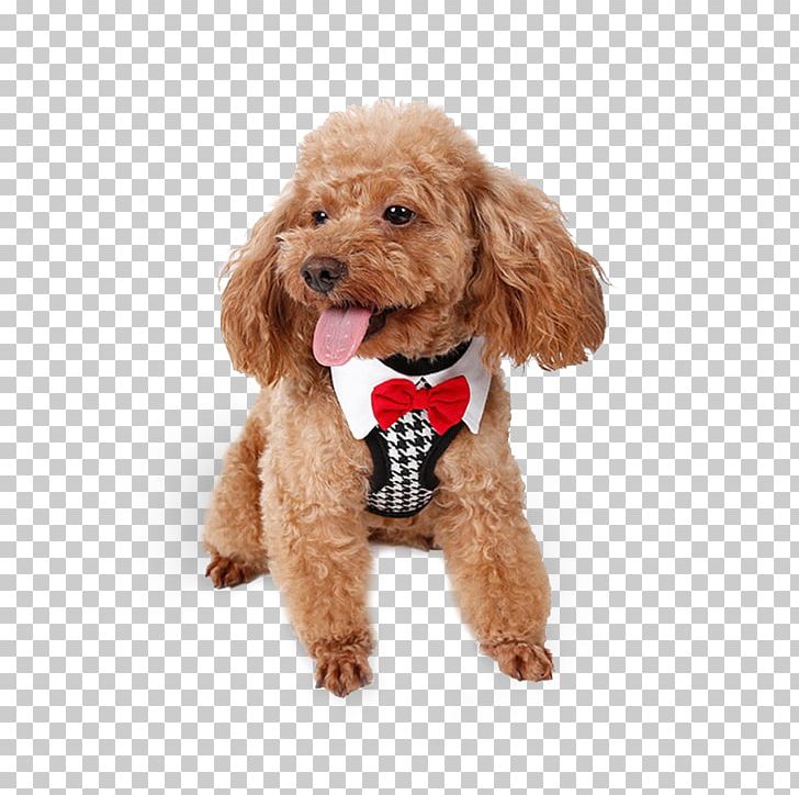Dog Collar Cat Puppy Dog Harness PNG, Clipart,  Free PNG Download