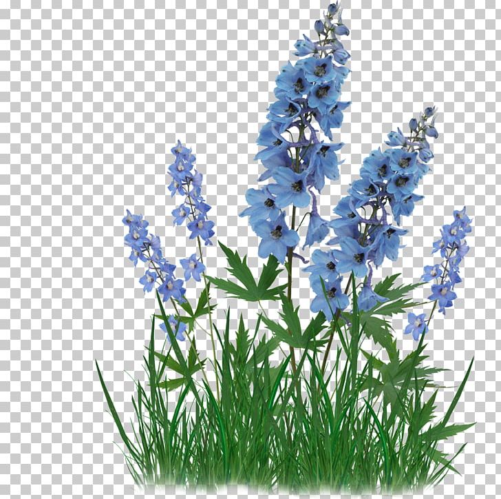 Flower Raceme Name Day PNG, Clipart, Bluebonnet, Computer Cluster, Day, Delphinium, English Lavender Free PNG Download