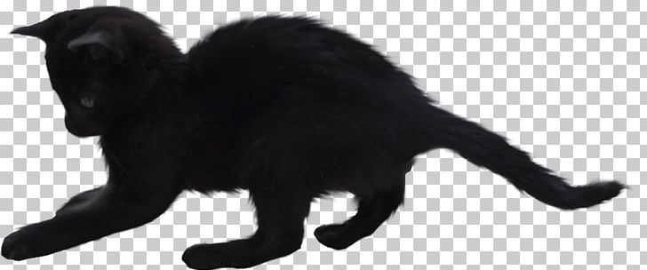 Black Cat Whiskers Domestic Short-haired Cat Kitten PNG, Clipart, Black, Black And White, Black Cat, Bombay, Carnivoran Free PNG Download