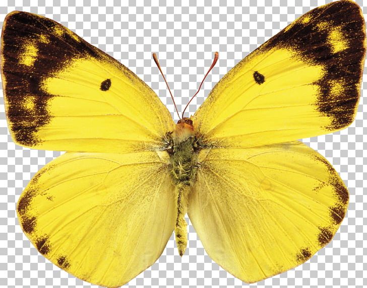 Butterfly PNG, Clipart, Arthropod, Brush Footed Butterfly, Butterflies And Moths, Butterfly, Colias Free PNG Download