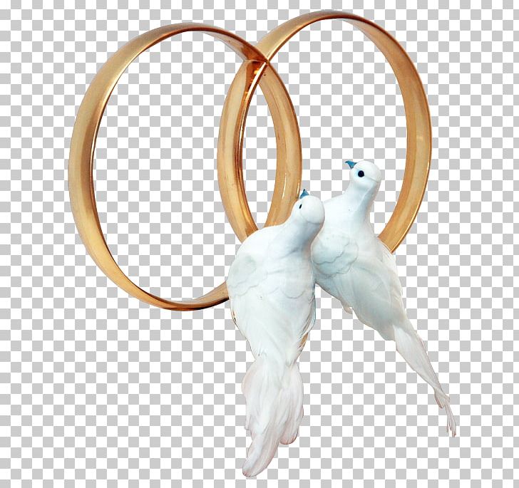 Columbidae Wedding Ring PNG, Clipart, Beak, Bird, Engagement Ring, Feather, Gold Free PNG Download