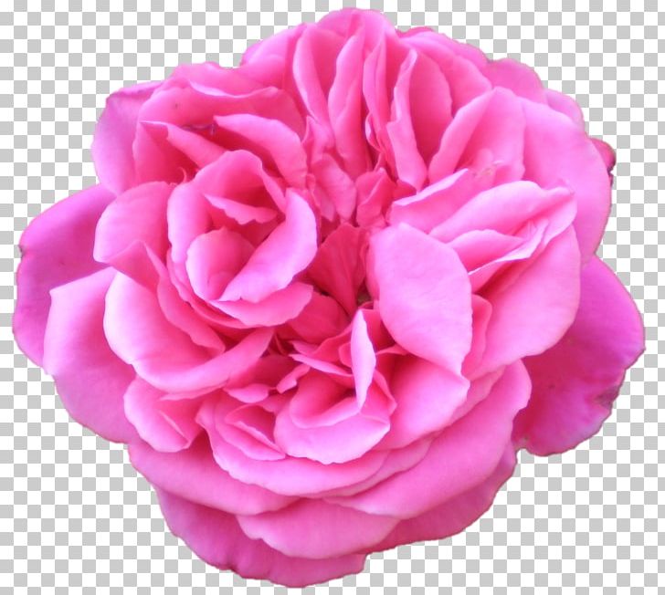 Garden Roses Cabbage Rose Floribunda Flower PNG, Clipart, Artificial Flower, Carnation, Cut Flowers, Devi, Floribunda Free PNG Download