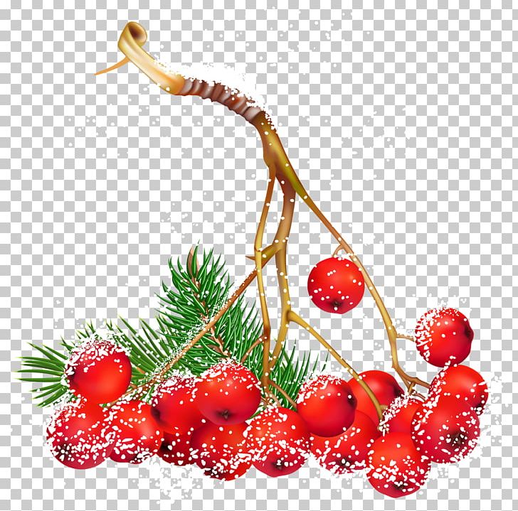 Portable Network Graphics Christmas Day Berries PNG, Clipart, Berries, Berry, Christmas Day, Christmas Tree, Common Holly Free PNG Download