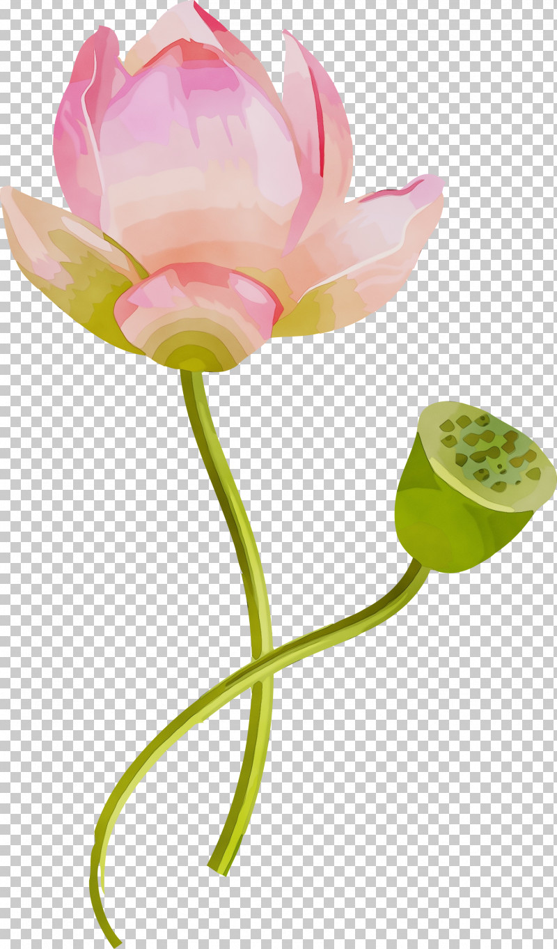 Lotus PNG, Clipart, Aquatic Plant, Flower, Lotus, Lotus Family, Lotus Leaf Free PNG Download