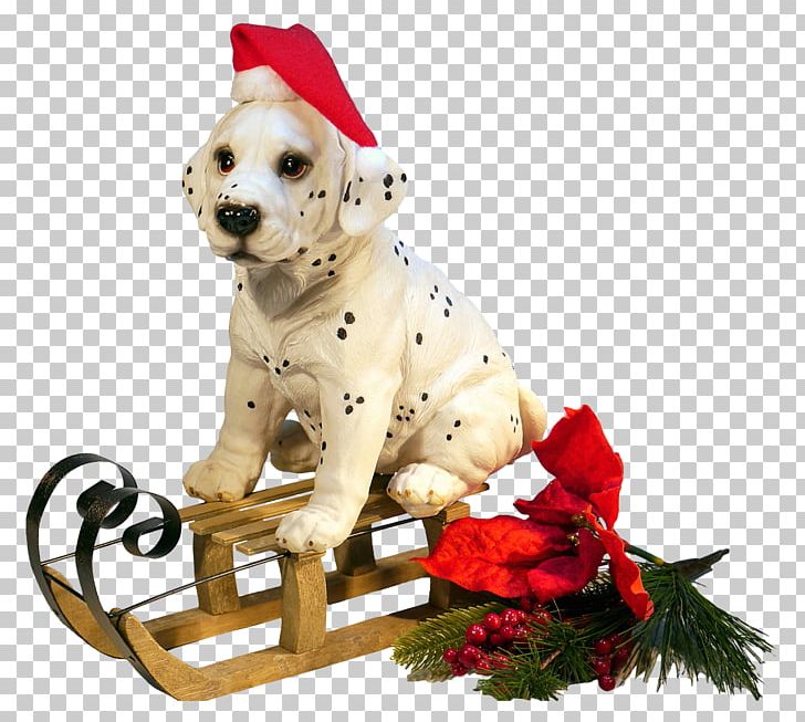 Dog New Year Christmas PNG, Clipart, Animal, Animals, Carnivoran, Christ, Christmas Free PNG Download